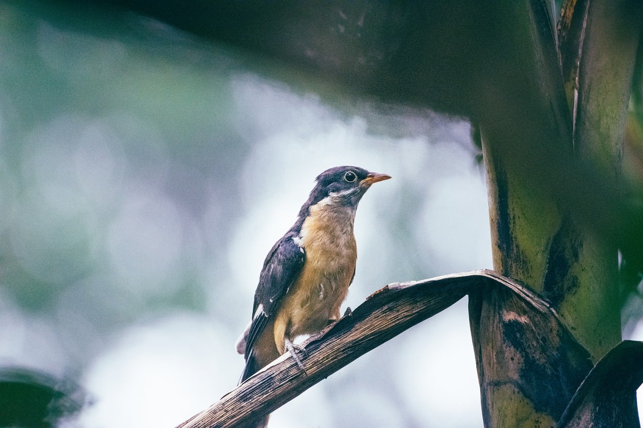 How to Get Bonus on Is 1Xbet Legal In India With Phonepe: Step-by-Step Guide for 2027
